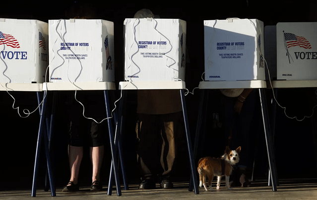 People are behind voting booths with a dog, waiting.